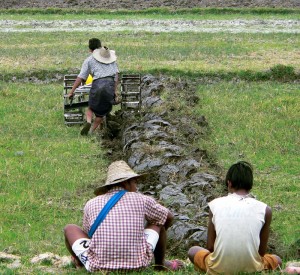 Paddy Field Plougher near Inle Lake Myanmar (Burma)