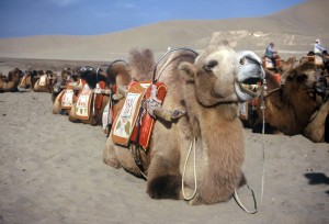 Camels awaiting passengers at Dunhuang