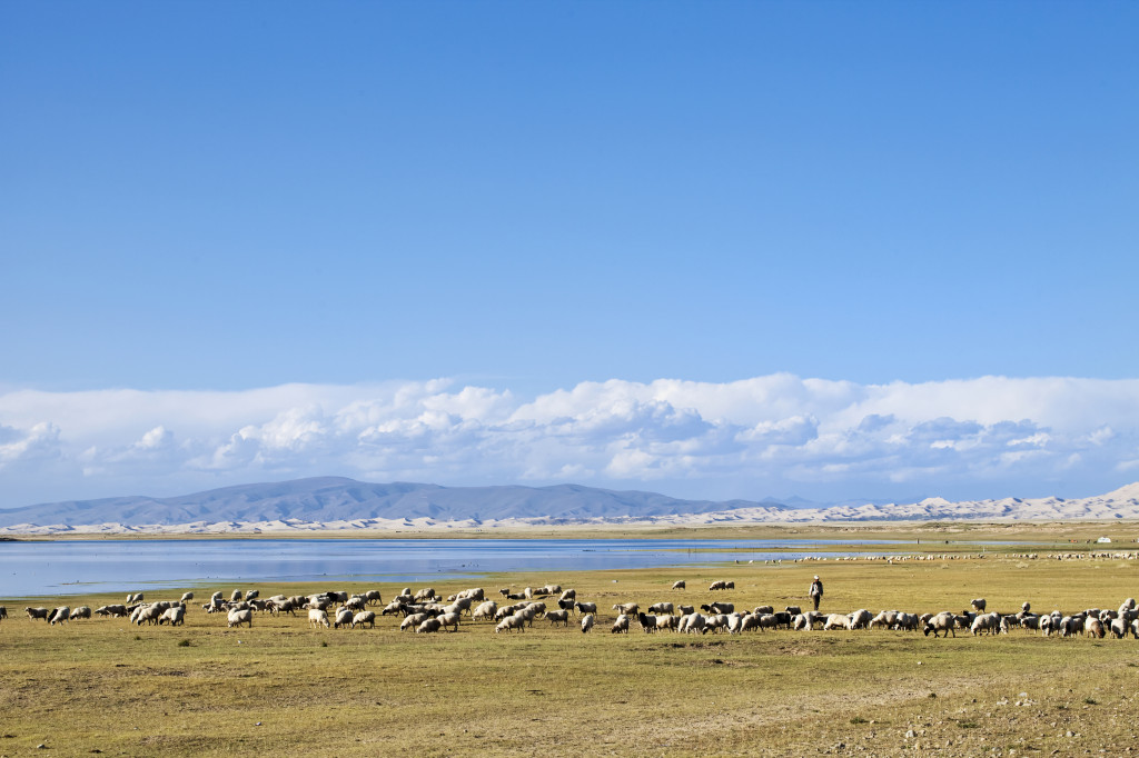 Herd of sheep Qinghai Lake