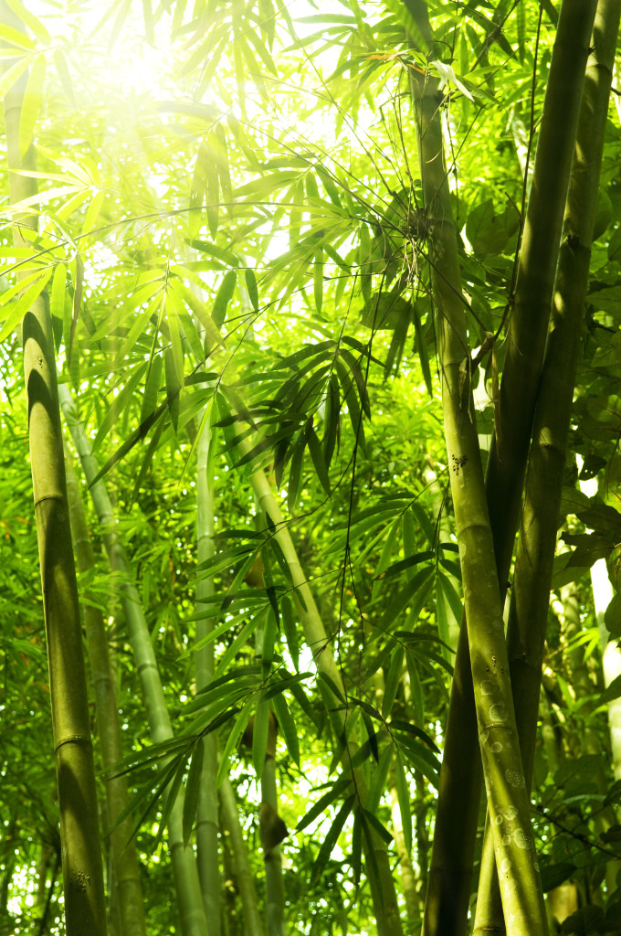 bamboo, sichuan