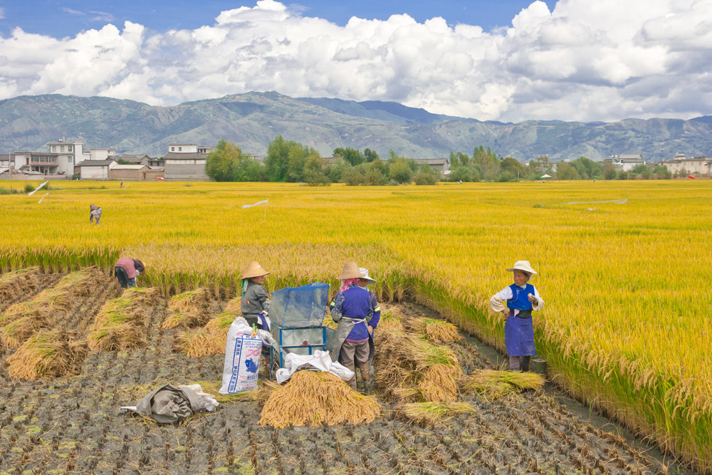 harvesting rice, dali