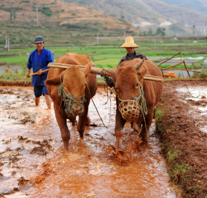 rice farmer ploughing muddy field with ox, dali