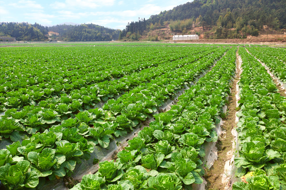 Agriculture cabbage farm, Fujian