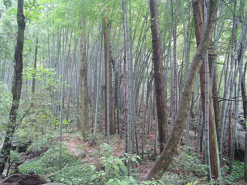 Bamboo Forest, Jiangxi