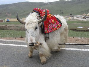 shutterstock_38468878 Ningxia, white yak in Ningxia, Northwest China