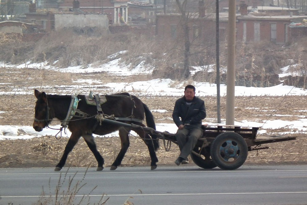 China's farming village, China's local area road picture. Horses are still active for transportion. In Tieling city, Liaoning province